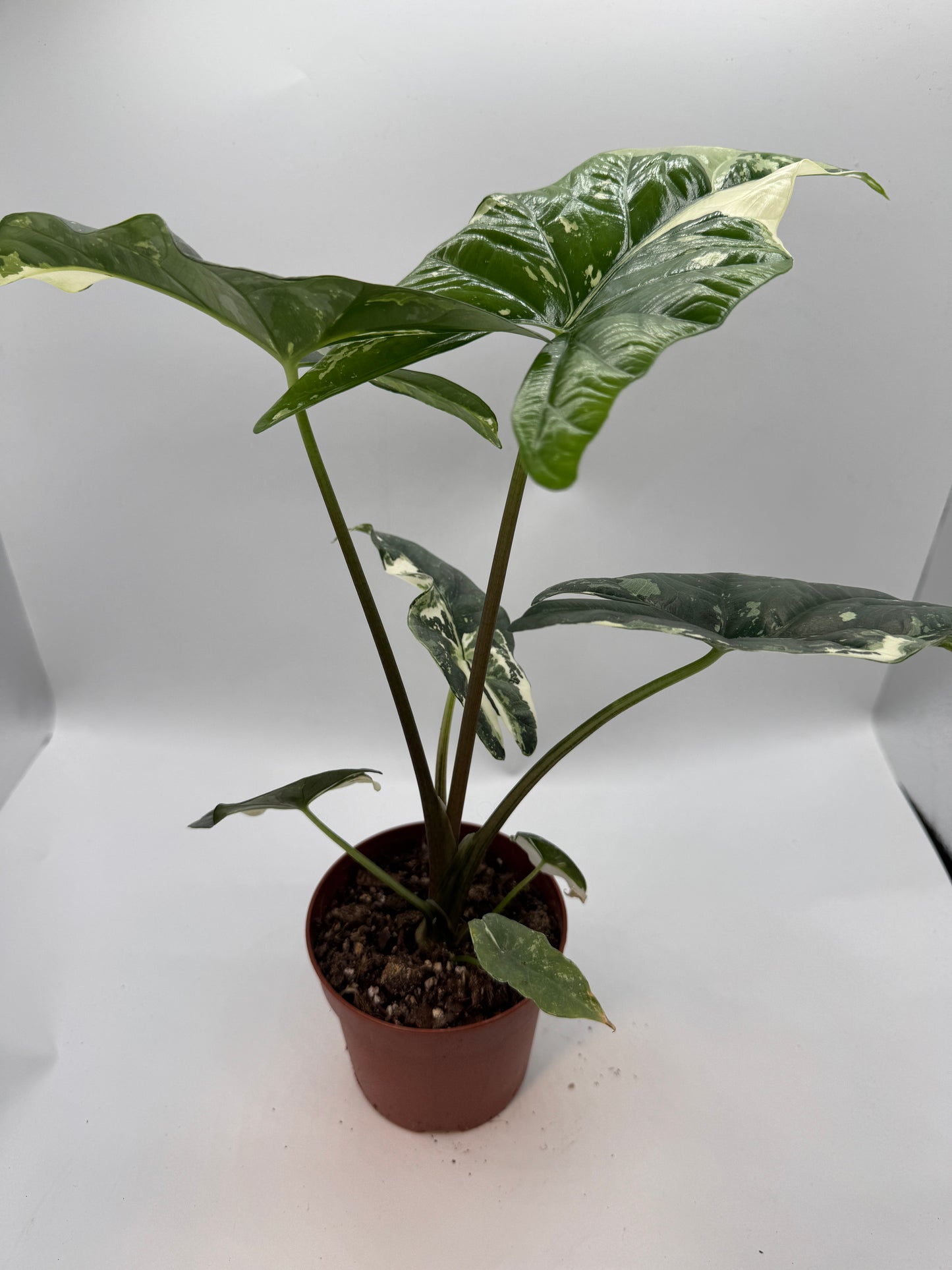 Alocasia simpo albo variegata