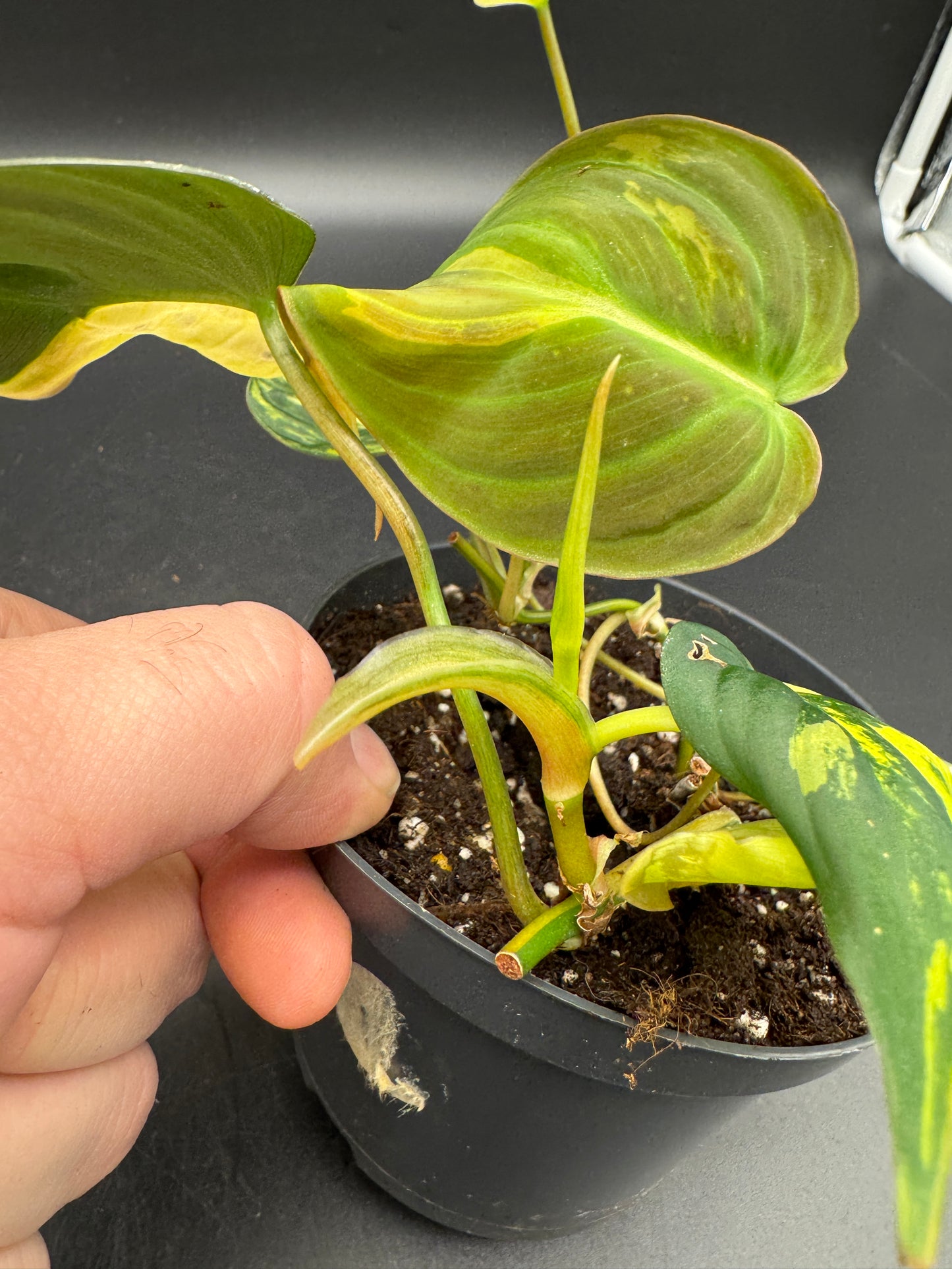 Philodendron micans variegata