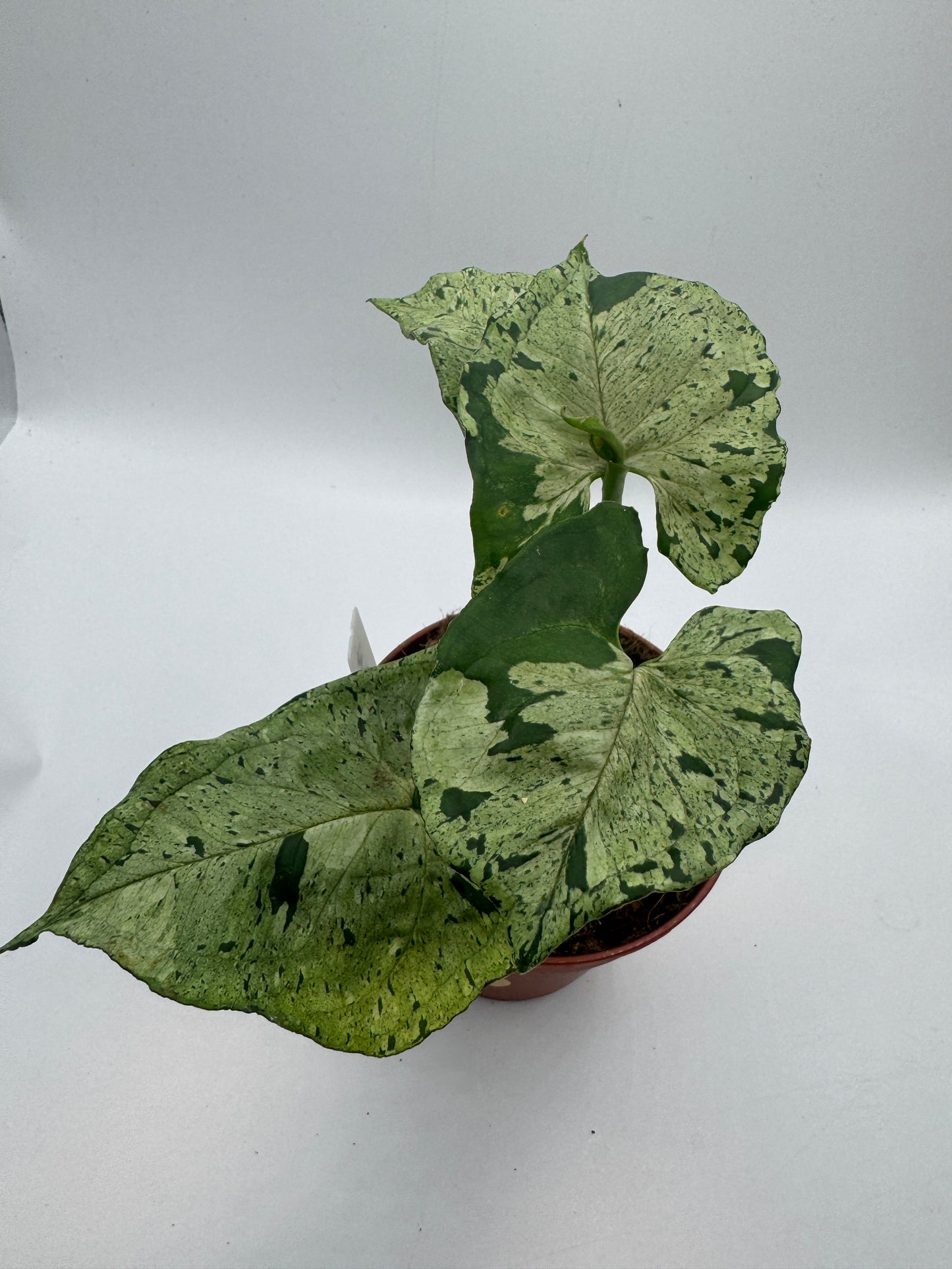 Syngonium Green Splash/ Grey Ghost