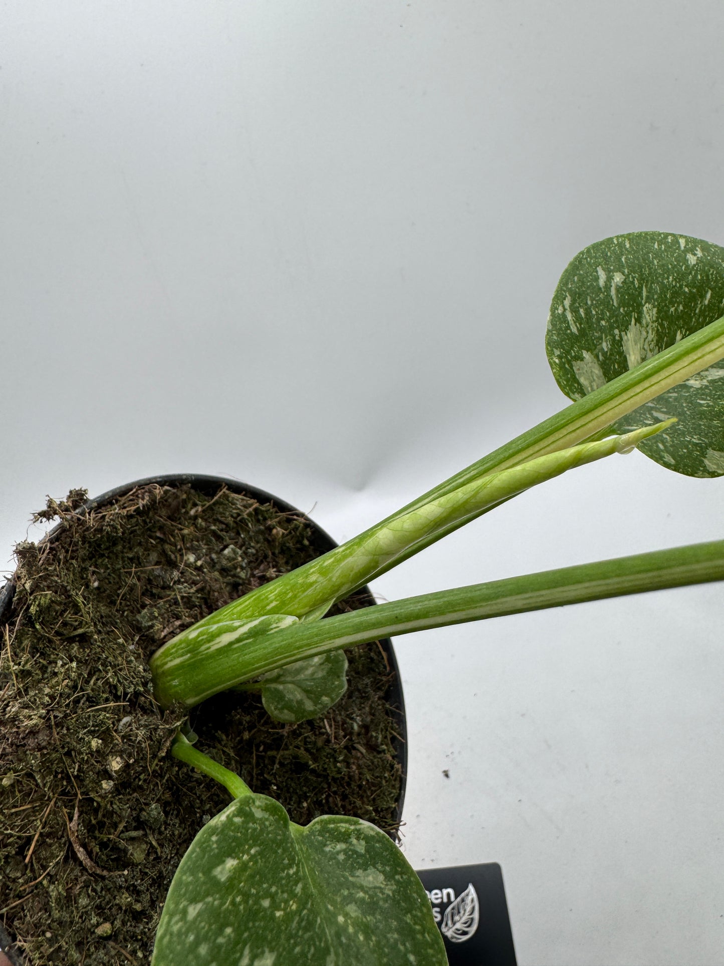 Monstera Thai constelation