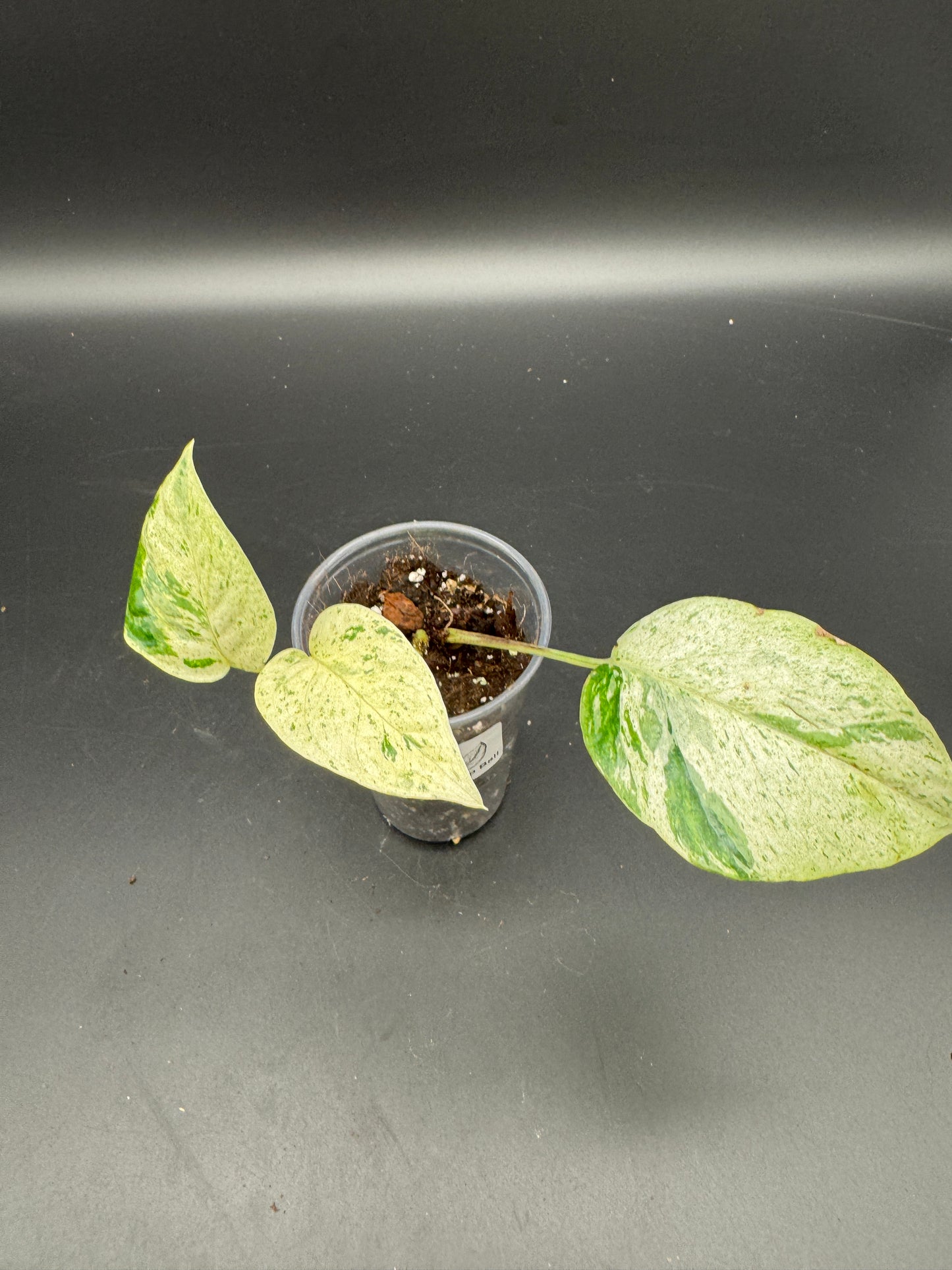 Epipremnum hanoman sp Bali