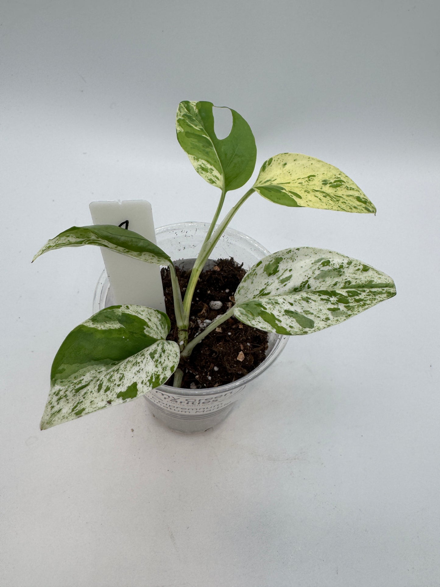 Epipremnum pinnatum marble