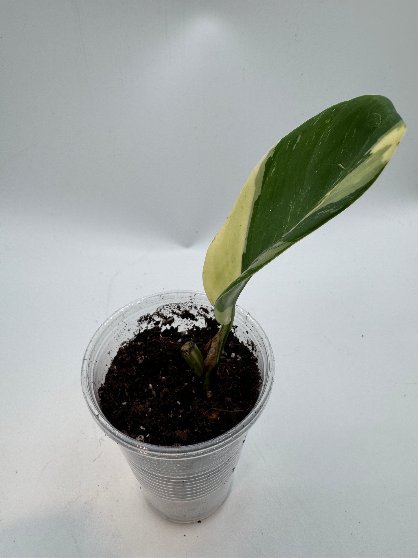 Scindapsus Rupestris Aurea variegata