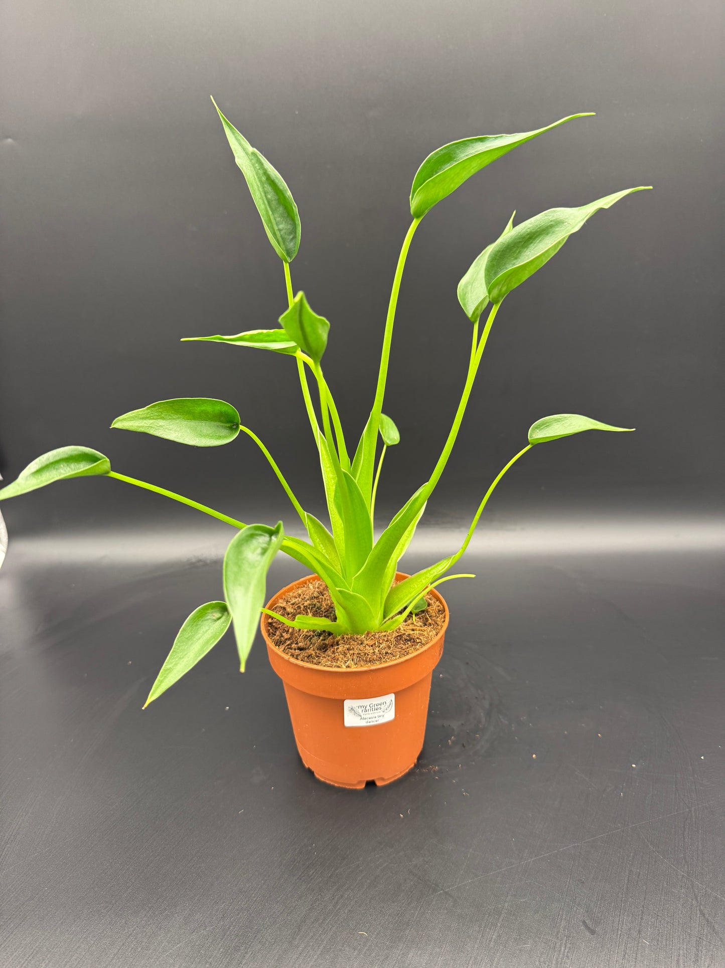 Alocasia tiny Dancer