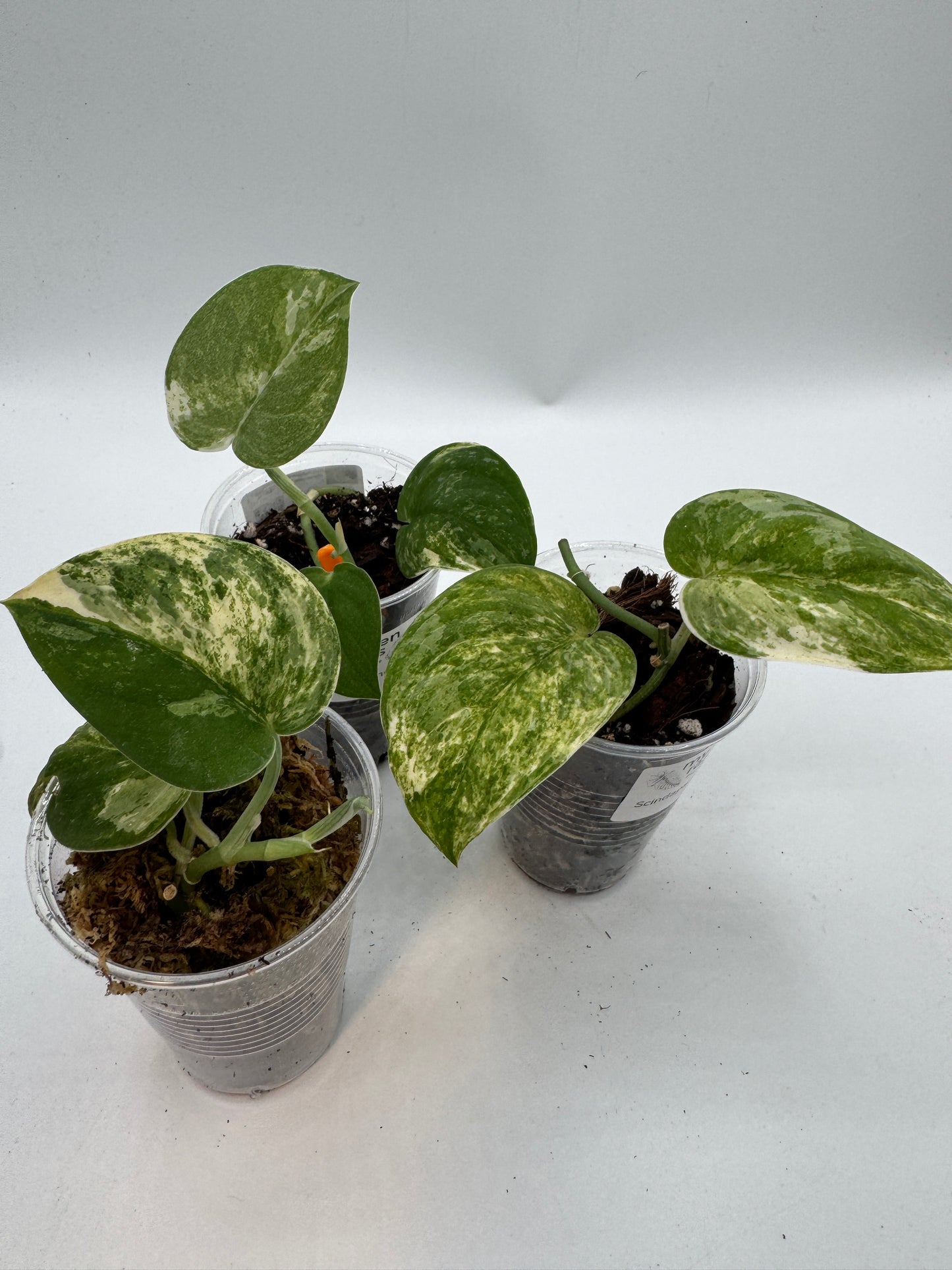 Scindapsus mangurai