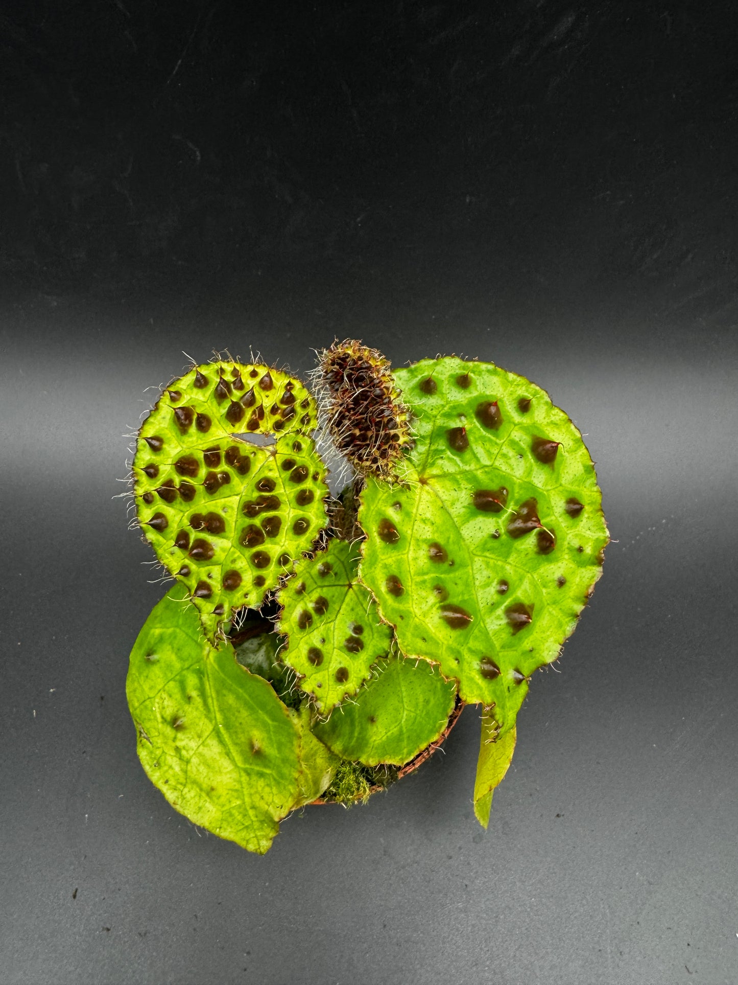 Begonia Ferox