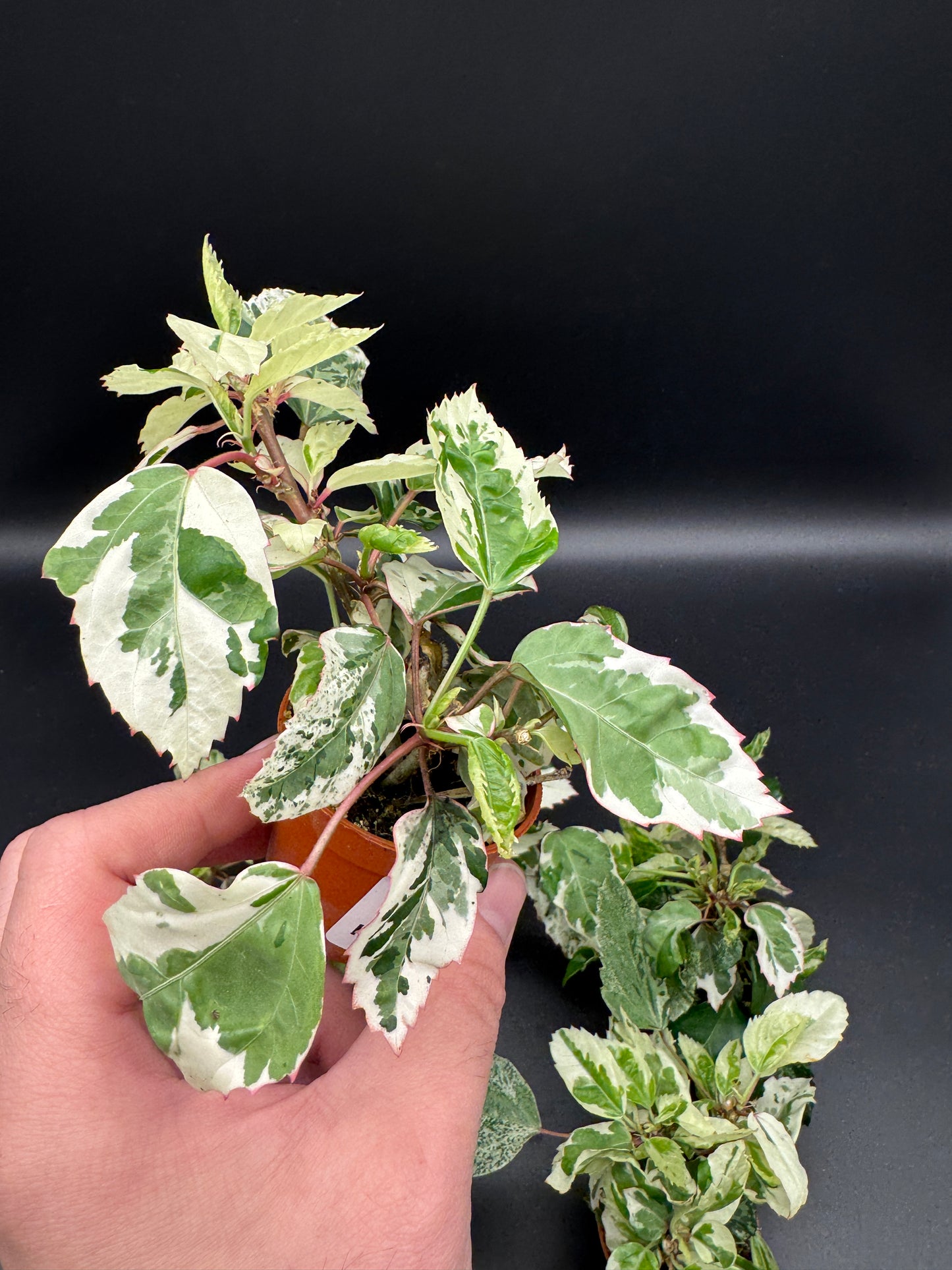 Hibiskus variegata