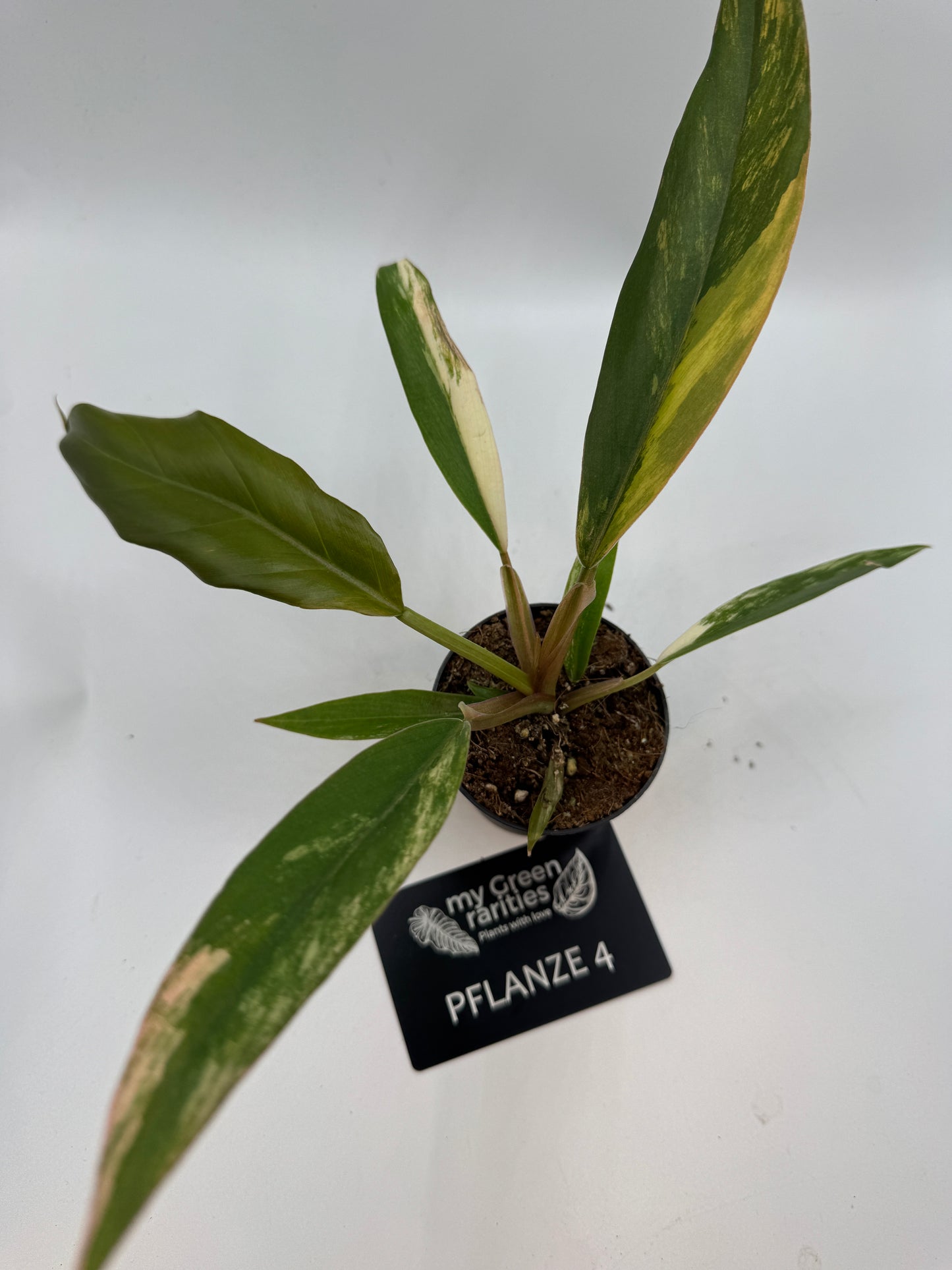Philodendron caramel Marble variegata