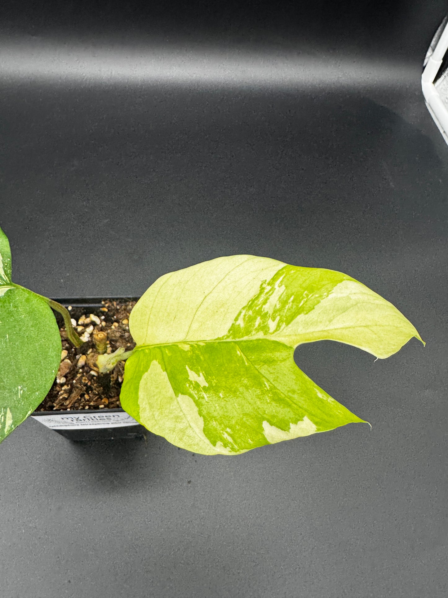 Rhaphidophora tetrasperma variegata