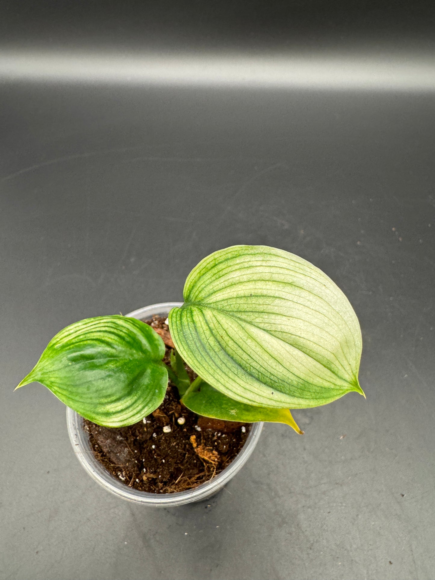 Scindapsus White Monster