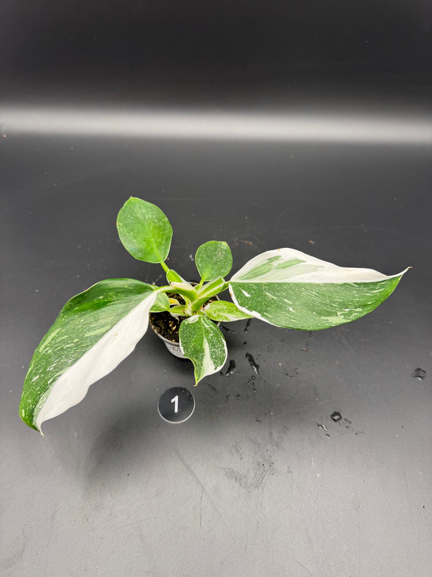 Philodendron White wizard