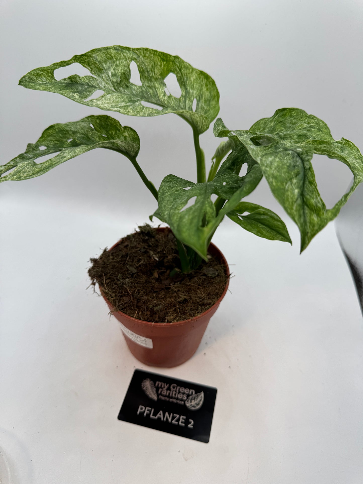 Monstera Adansonii mint