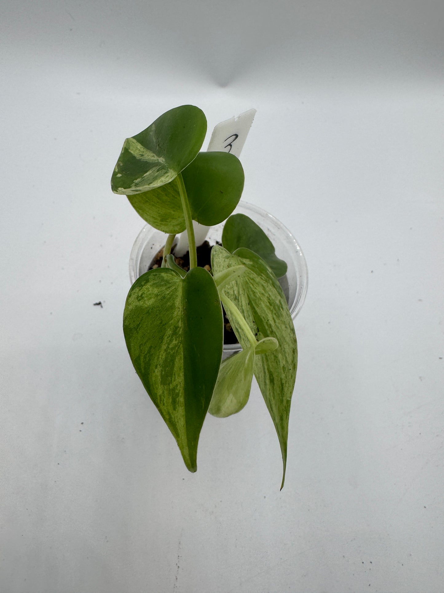 Philodendron hederaceum variegata