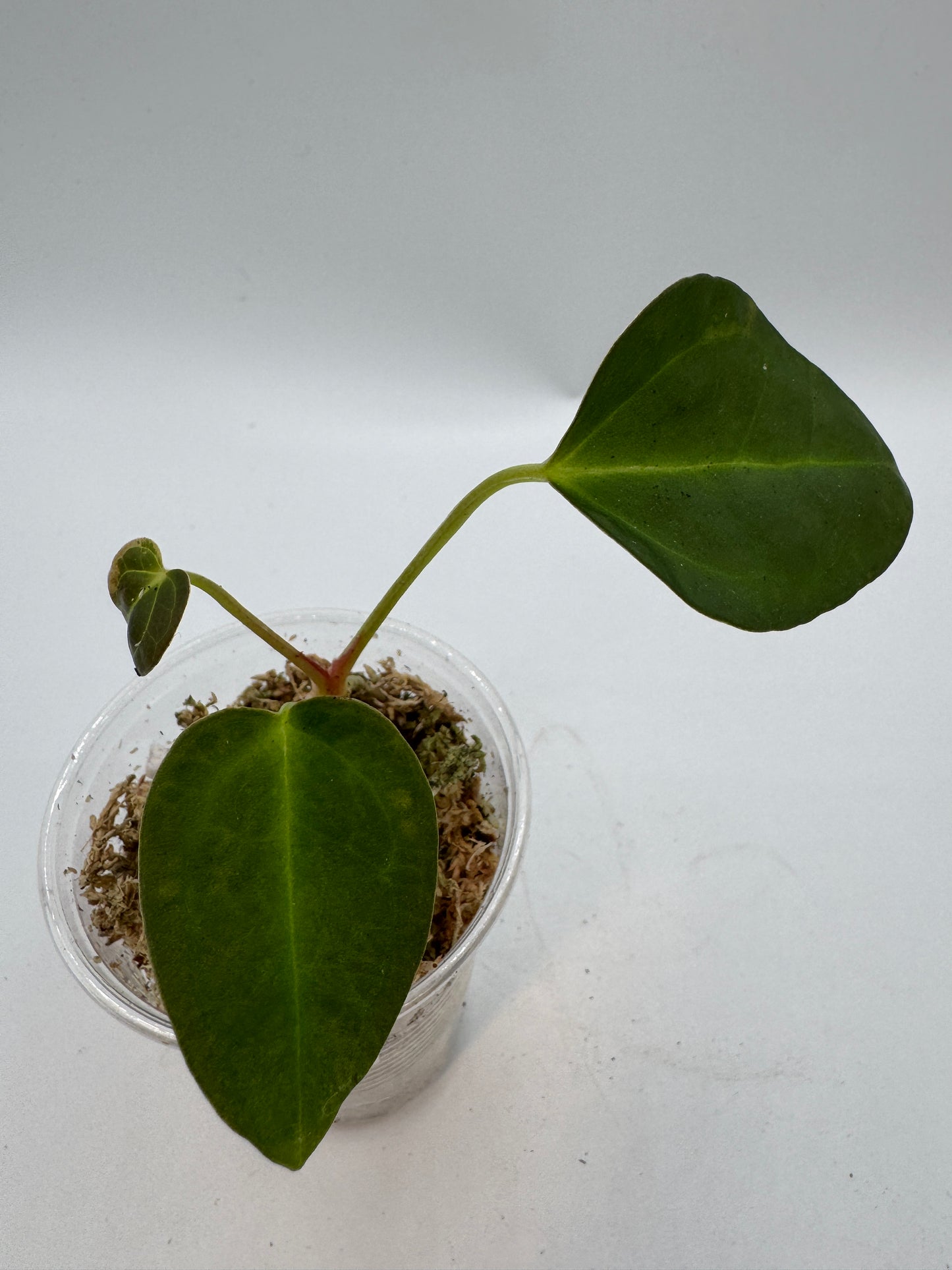 Anthurium NOID