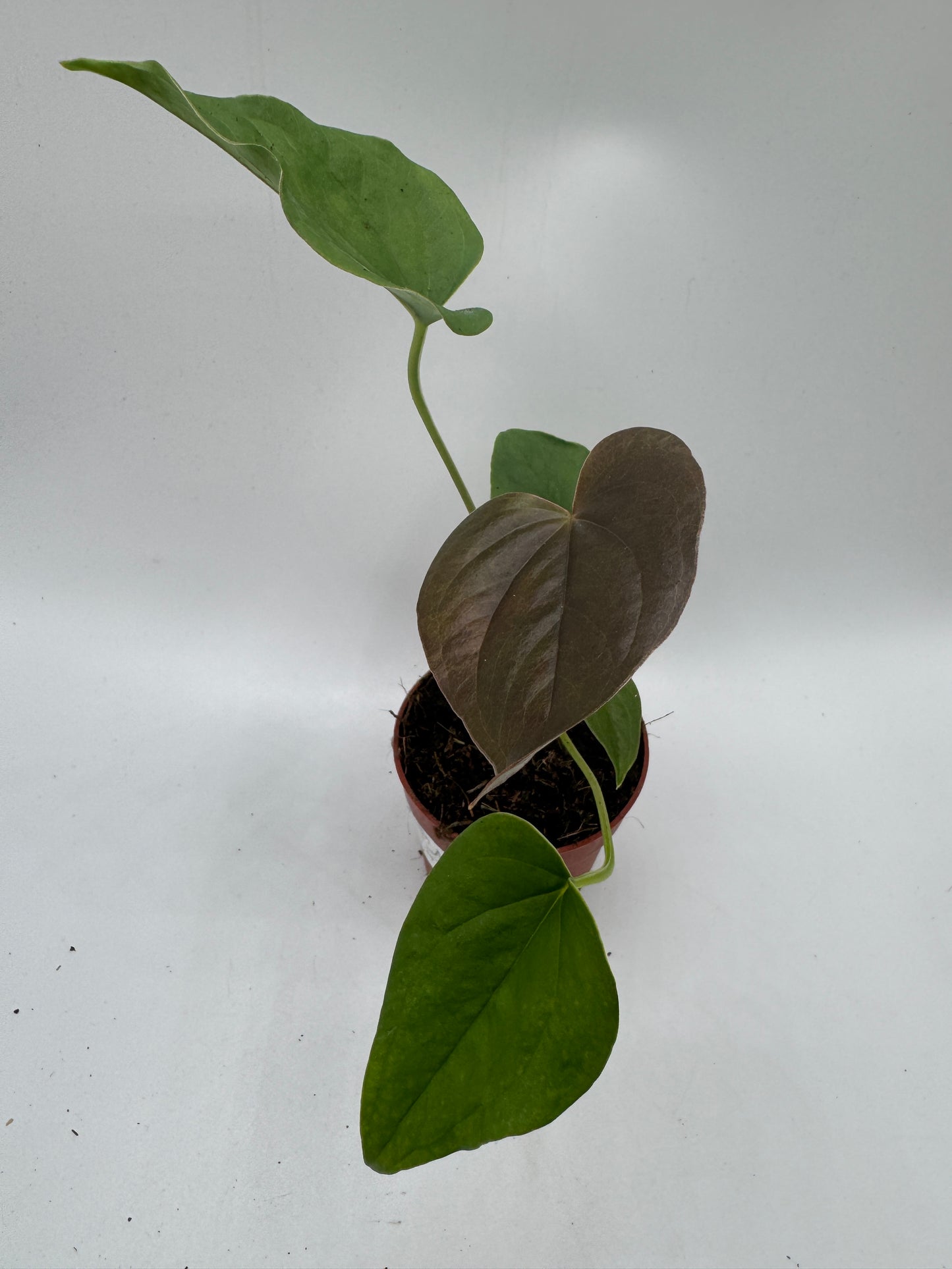 Anthurium red Beauty