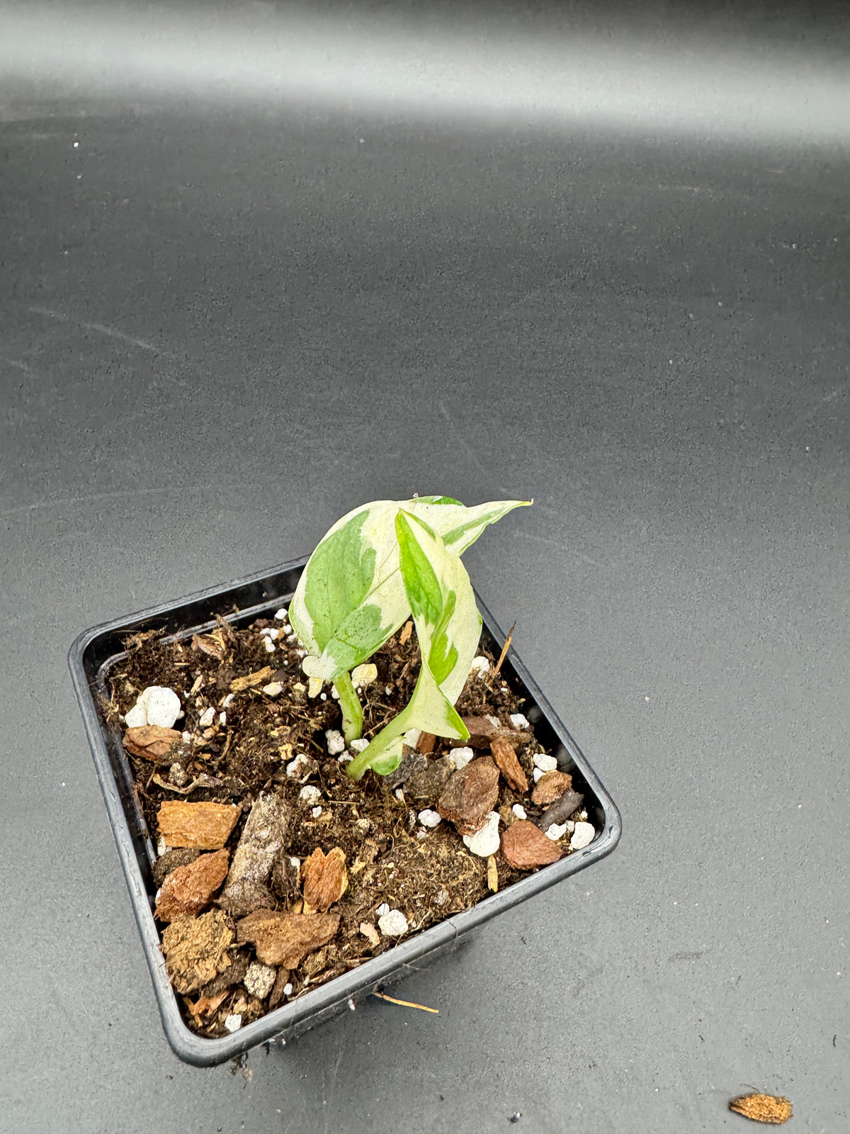 Philodendron Forrest of white