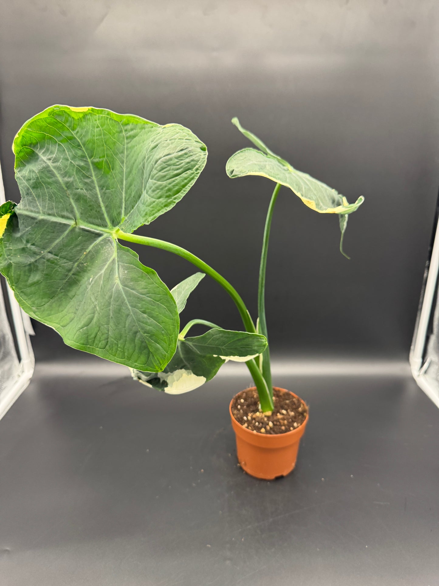Alocasia Micky Mouse variegata