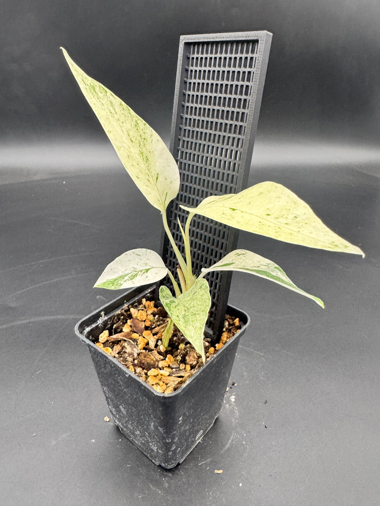 Epipremnum pinnatum cebu Blue Marble variegata