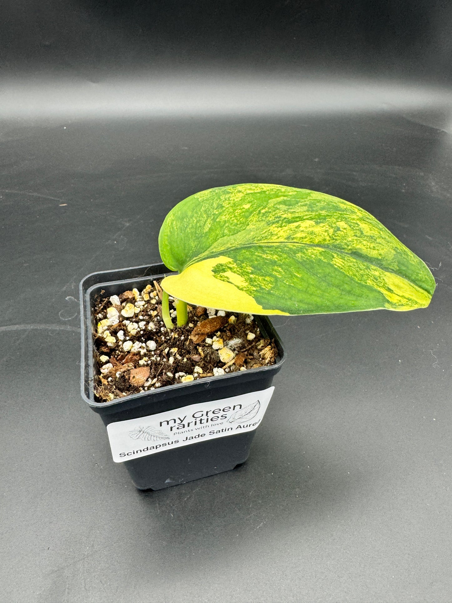 Scindapsus Jade Satin Aurea