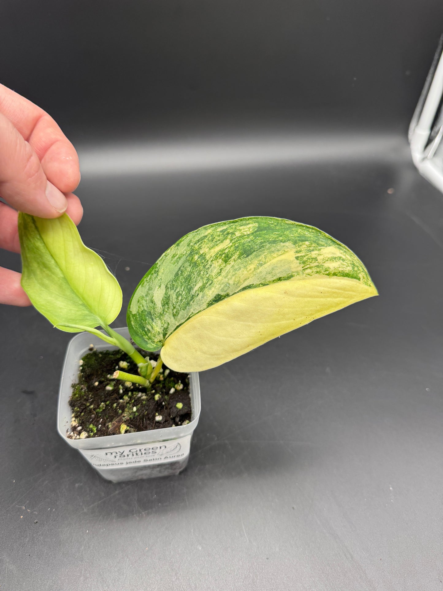 Scindapsus Jade Satin Aurea variegata