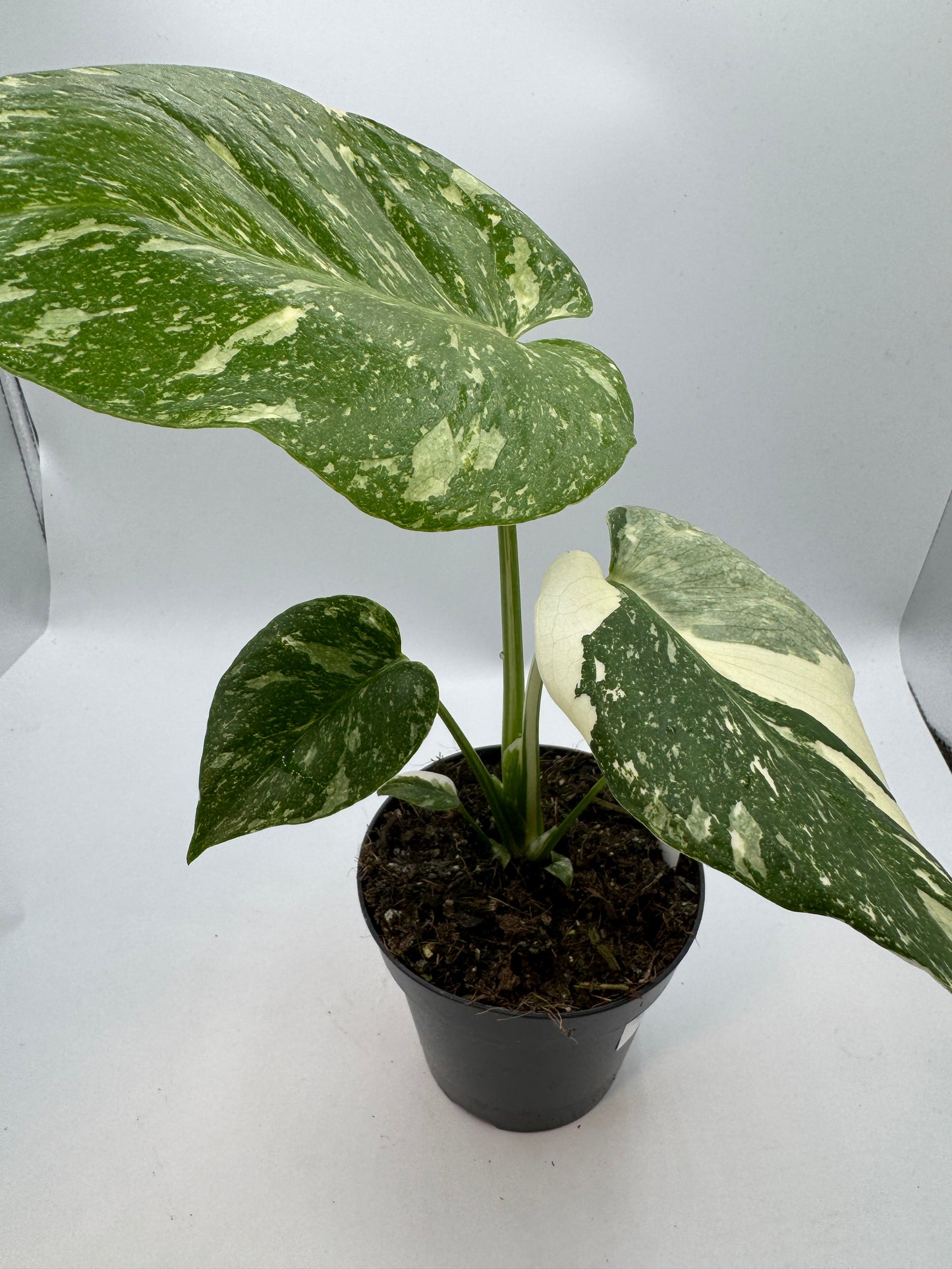 Monstera Thai constelation