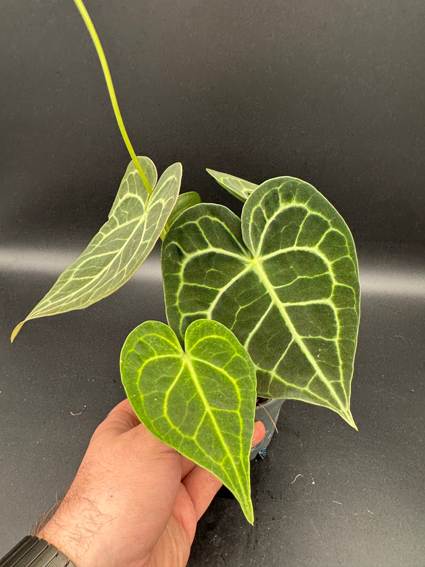 Anthurium clarinervium