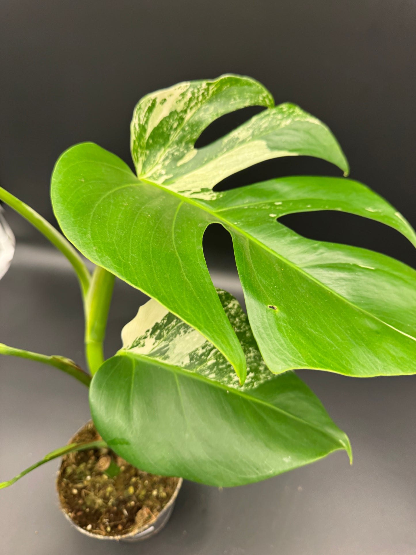 Monstera deliciosa aurea Basis mit mind. 1 Auge