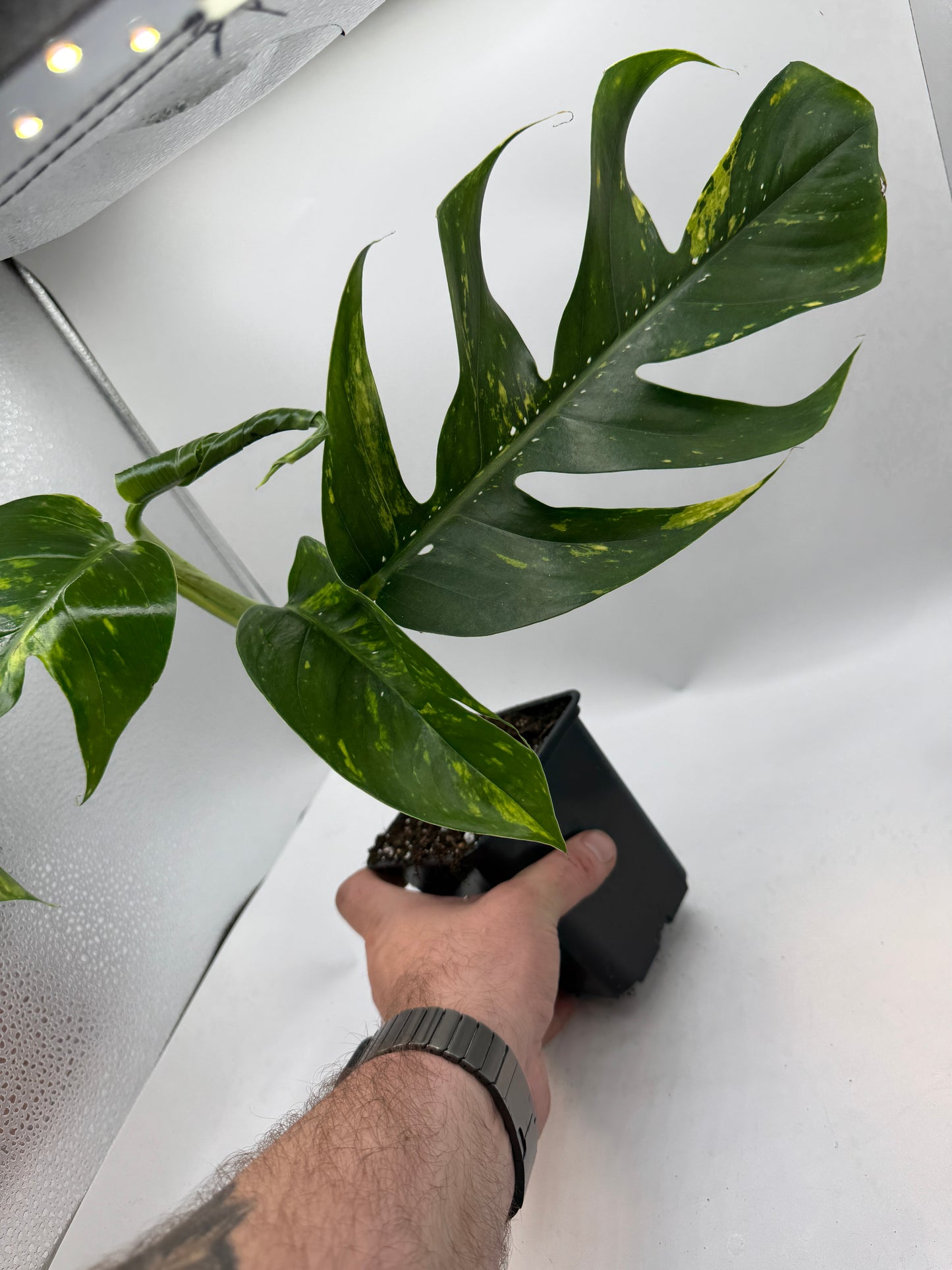 Epipremnum pinatum kujang yellow Flame