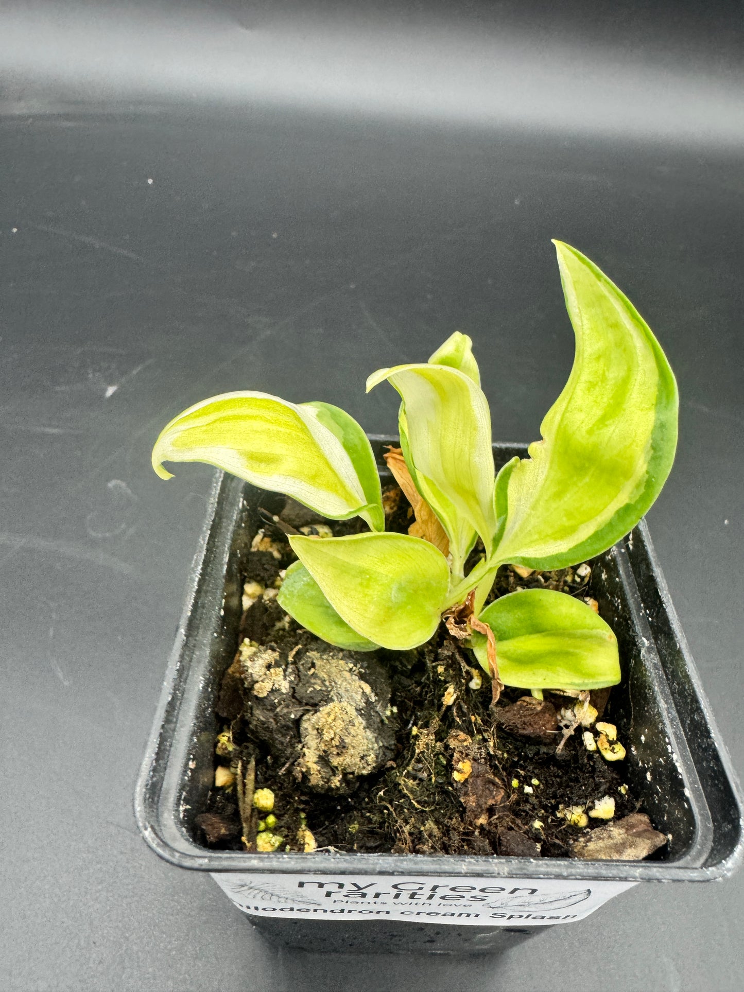 Philodendron Cream Splash