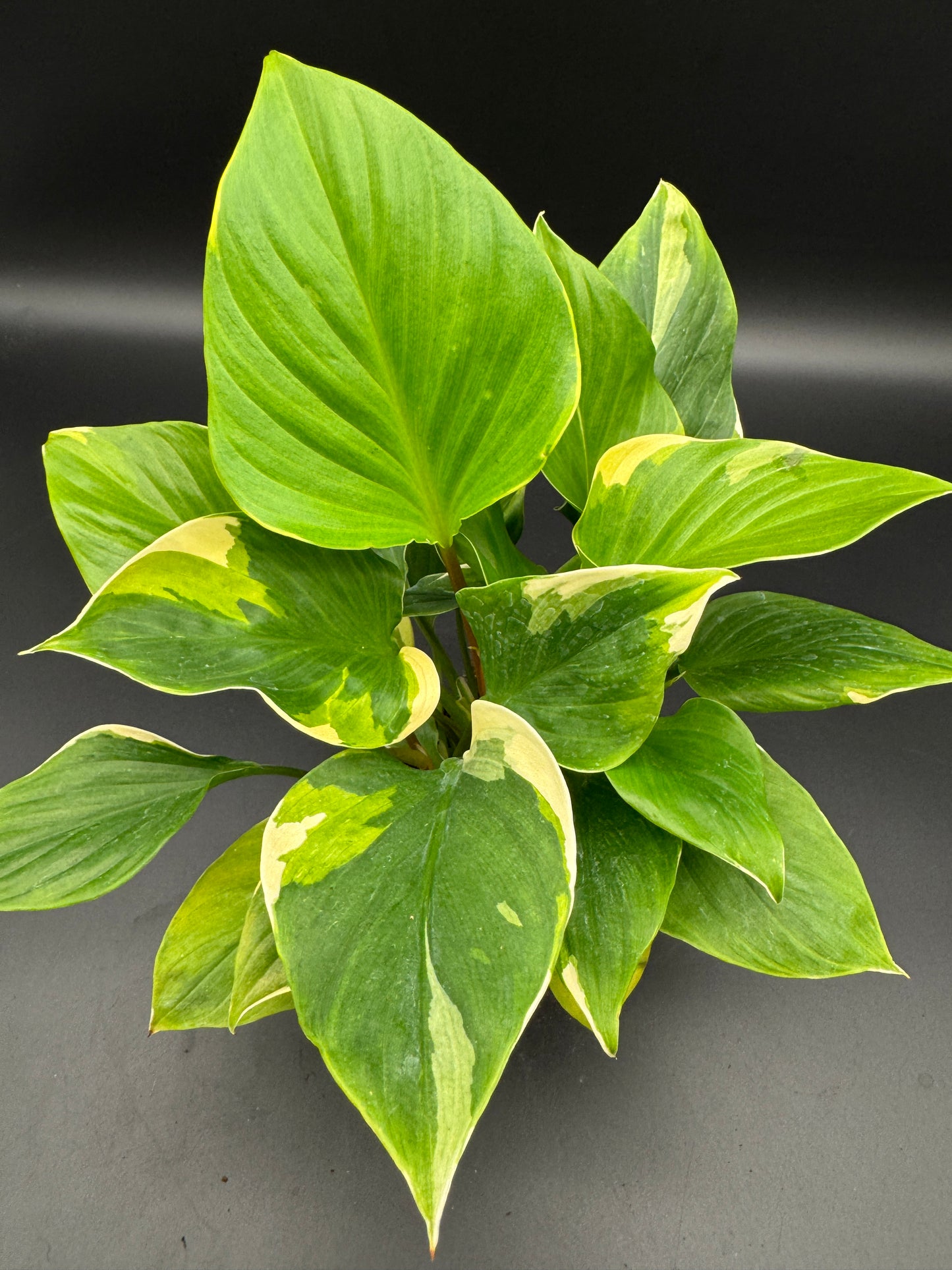 homalomena sunshine gem variegated
