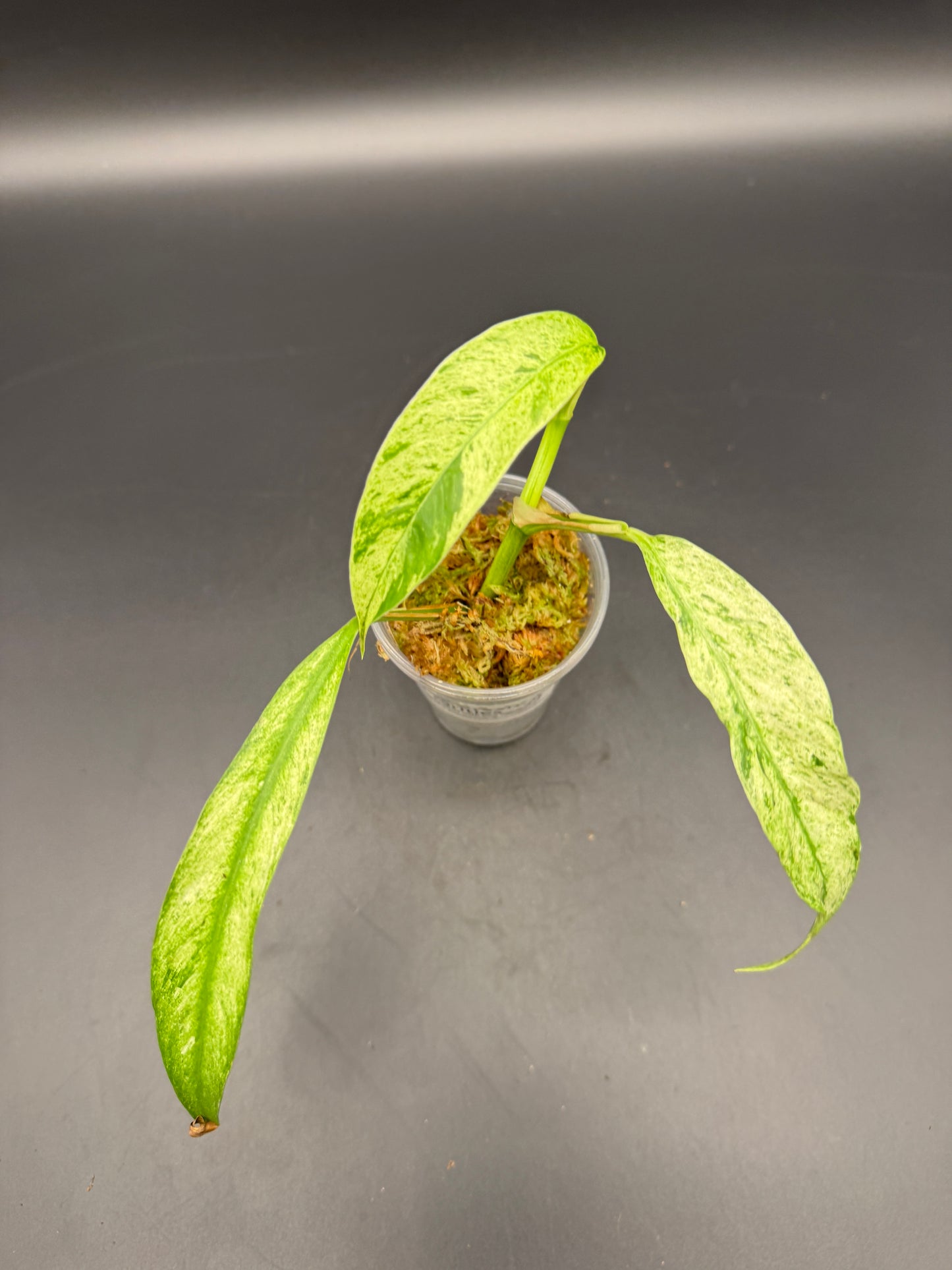 Rhaphidophora Megasperma variegata