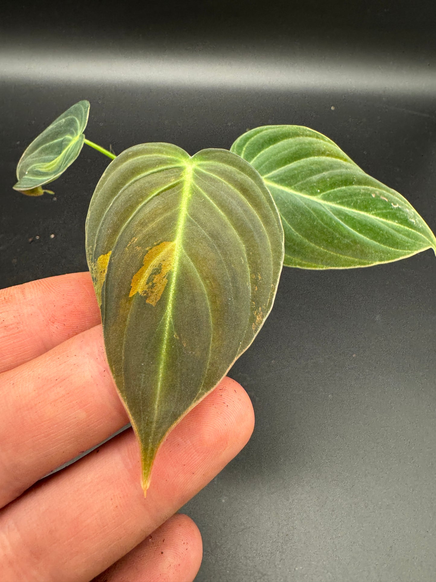 Philodendron melanochrysum variegata