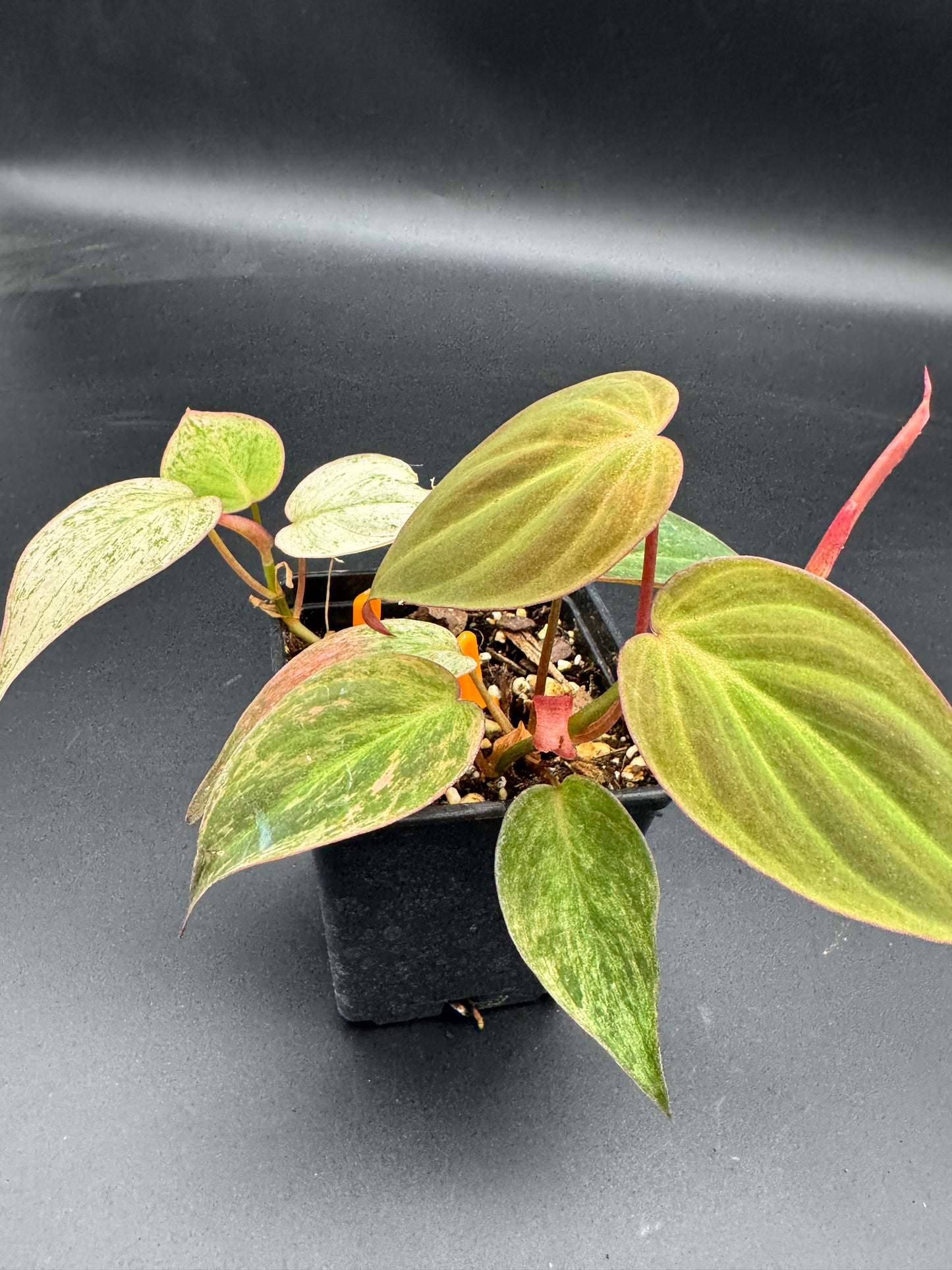 Philodendron micans pink marble variegata