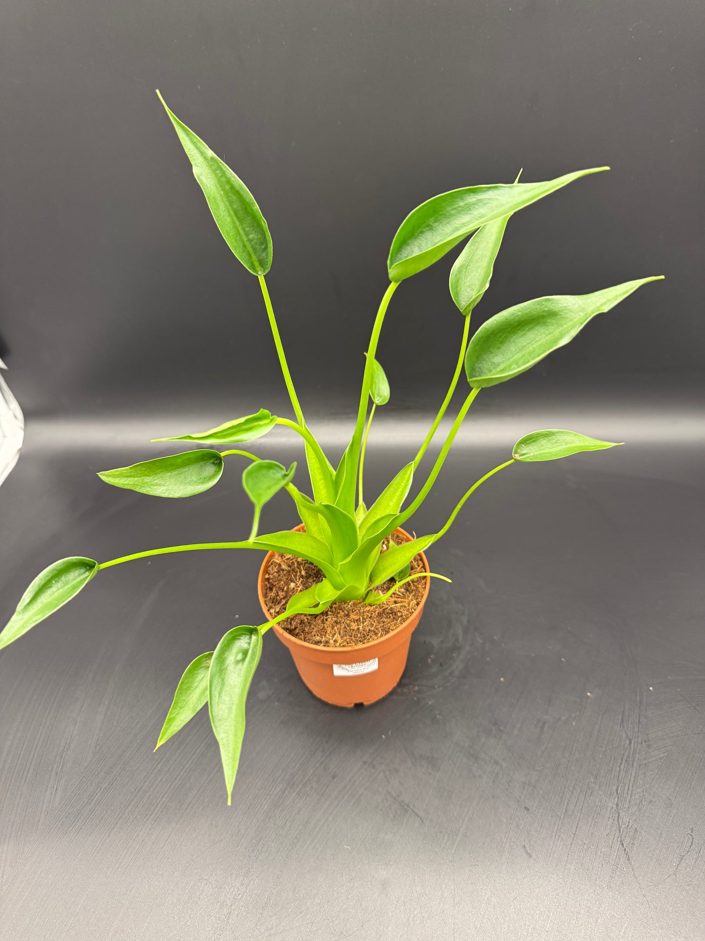 Alocasia tiny Dancer