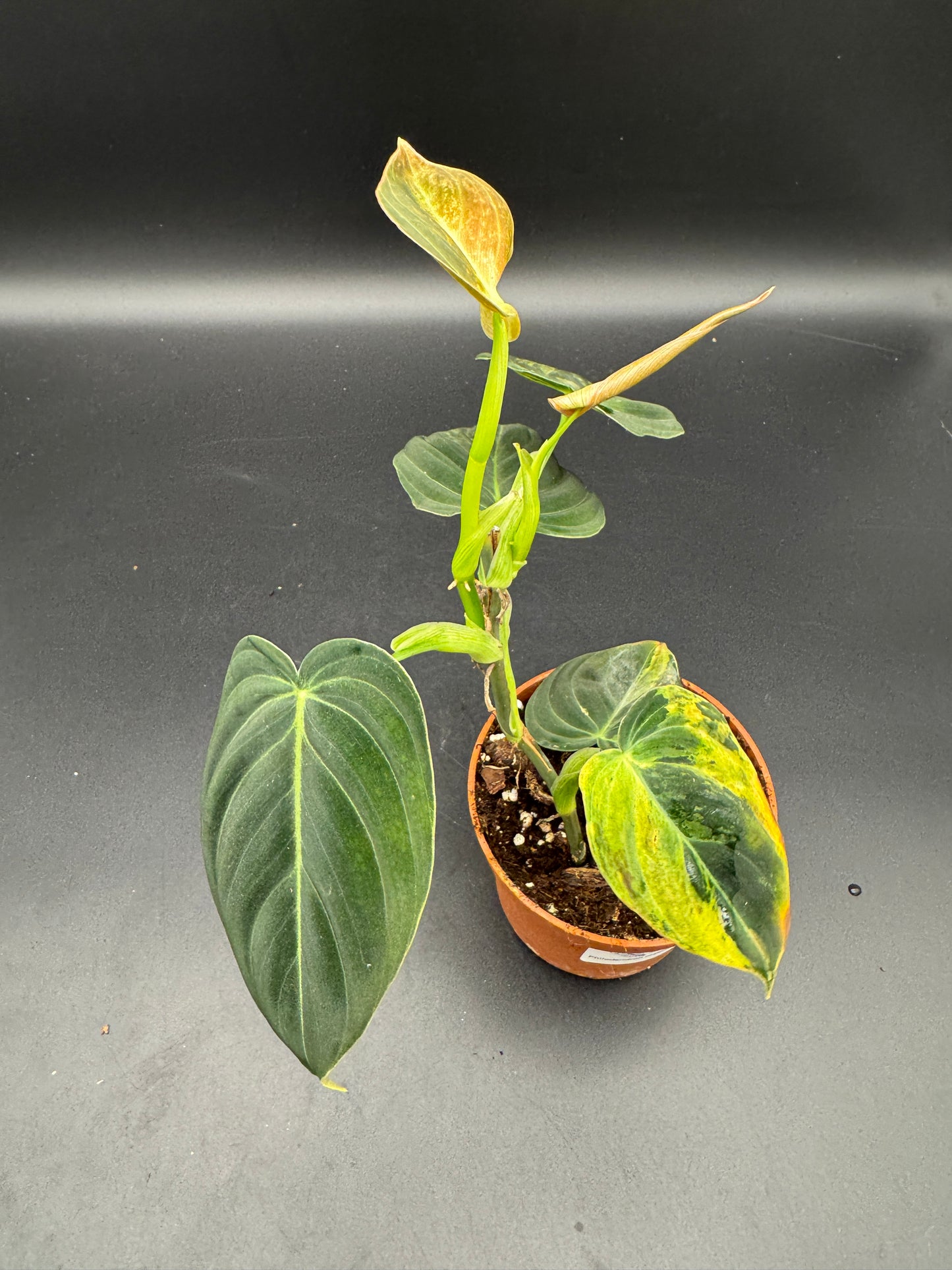 Philodendron melanochrysum variegata Basis gut bewurzelt mit 2 Austrieben