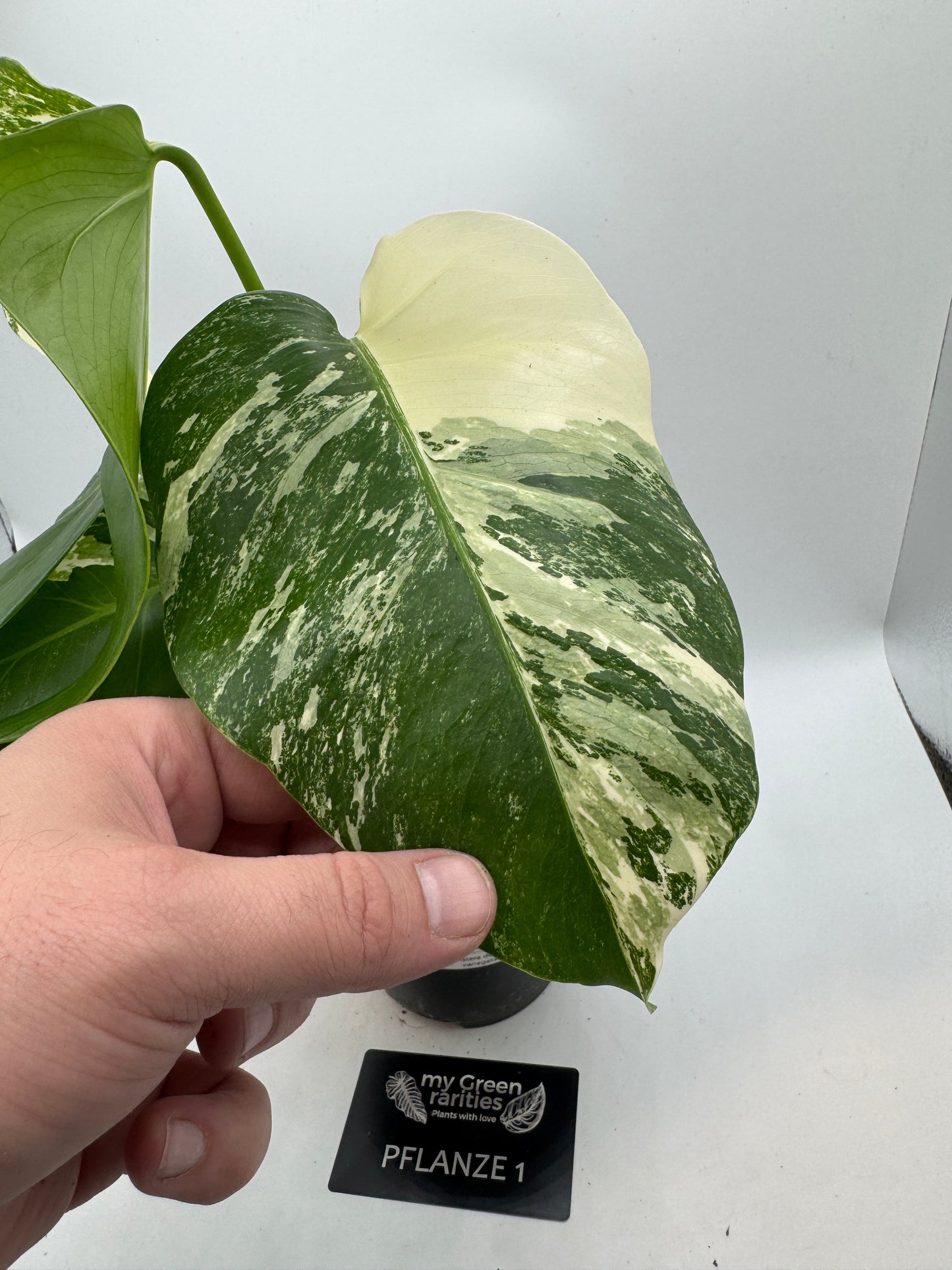 Monstera deliciosa variegata