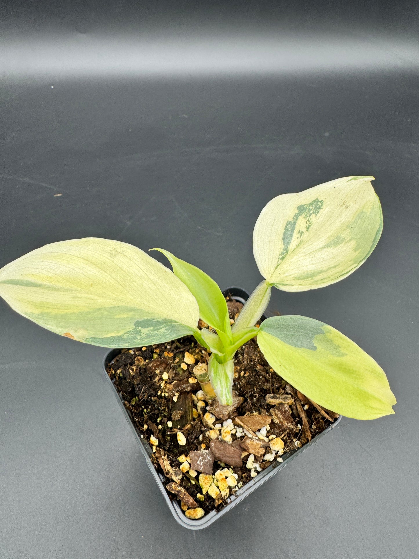 Philodendron Silver sword variegata