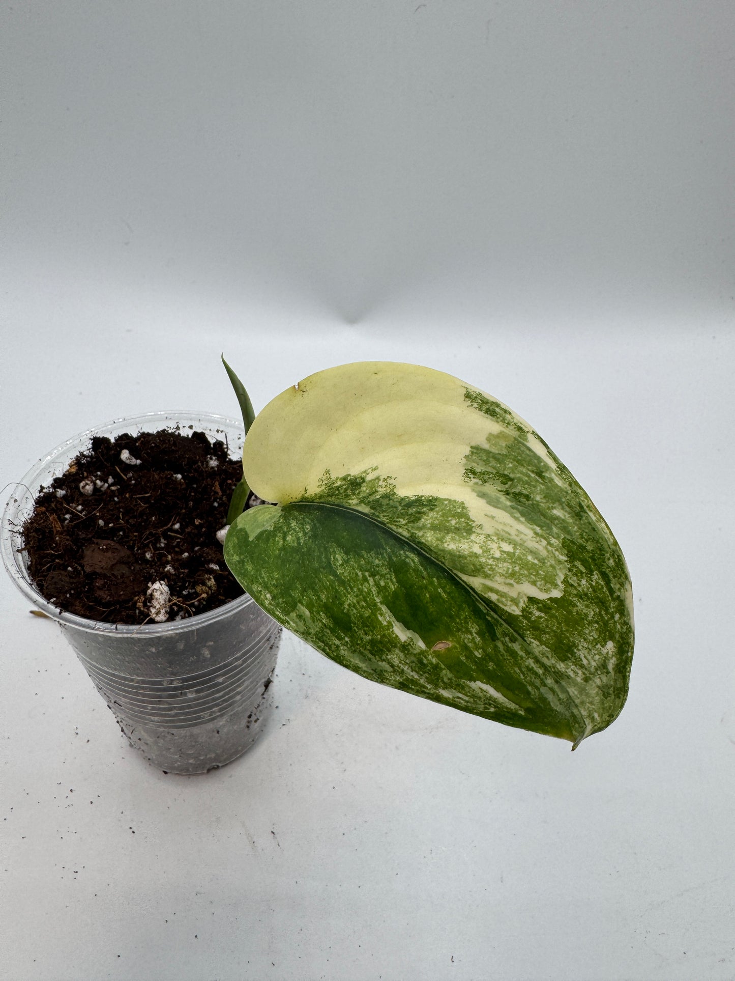 Scindapsus Jade Satin variegata