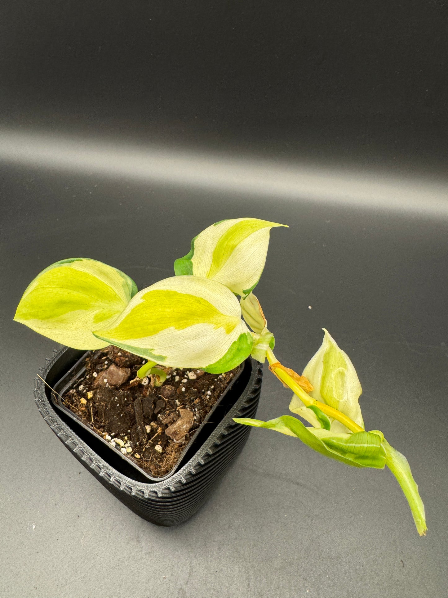 Philodendron hederaceum Gabby Sport