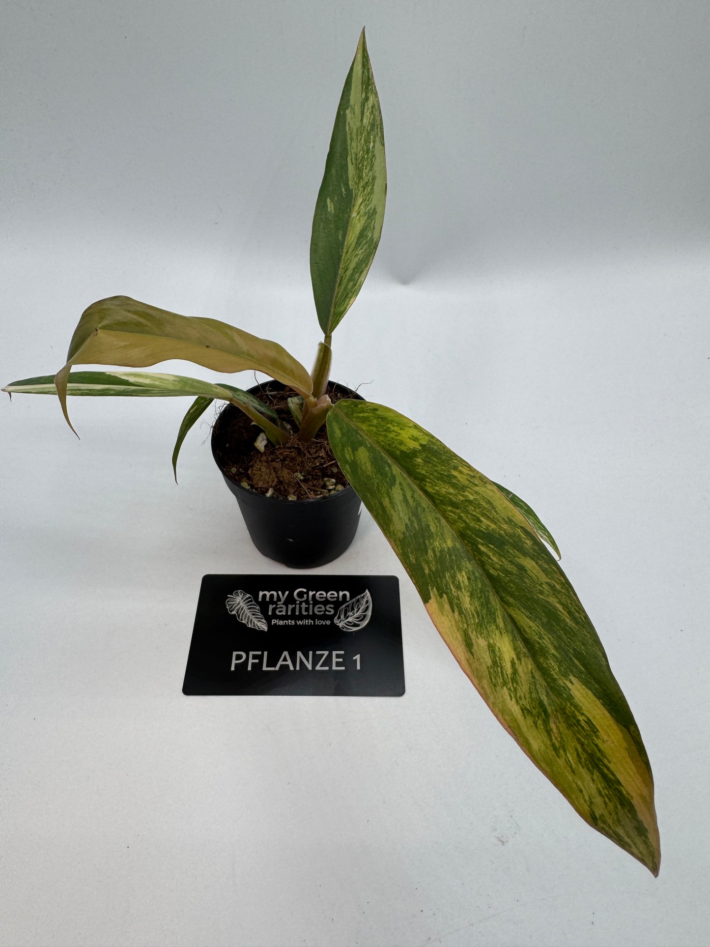 Philodendron caramel Marble variegata