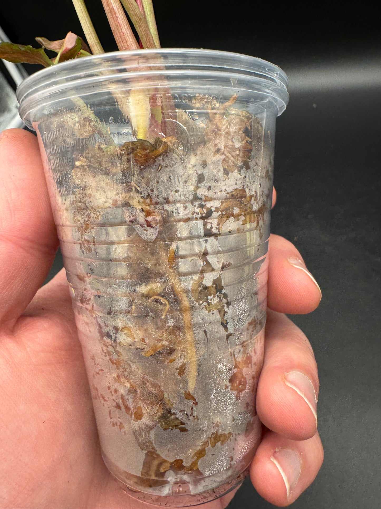 Syngonium strawberry ice Galaxy