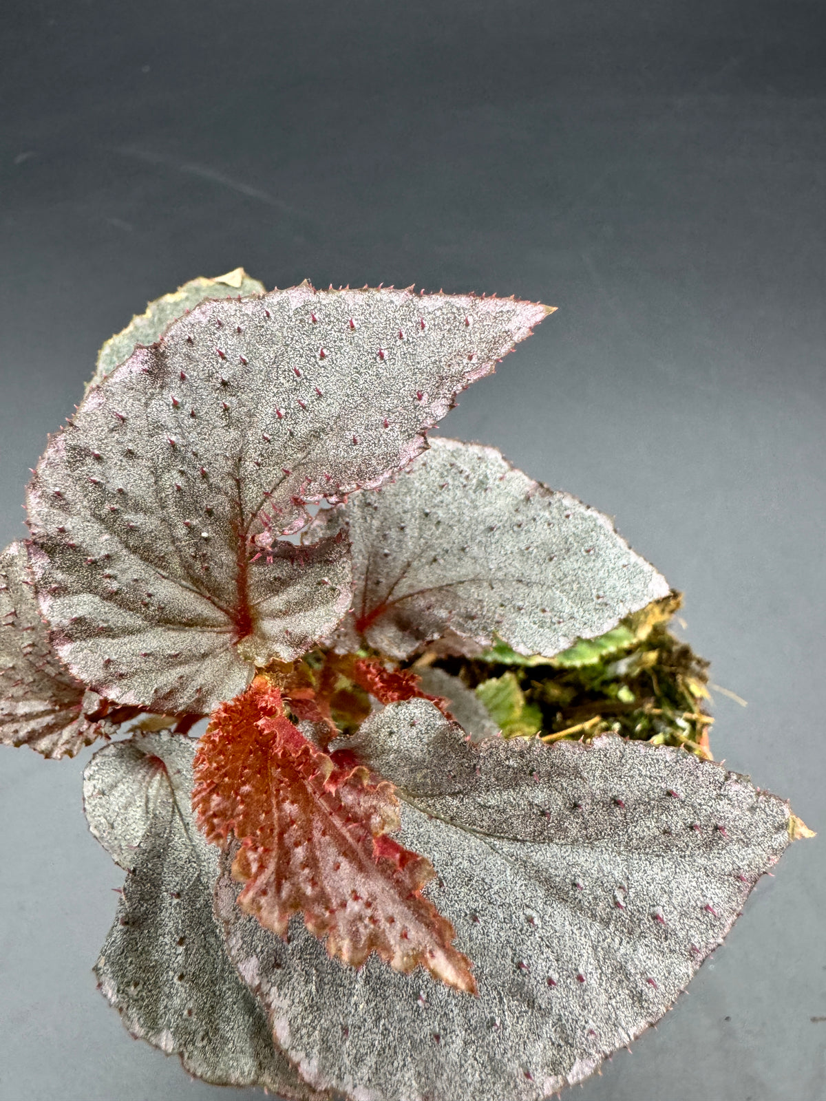 Begonia Lamriana Silver
