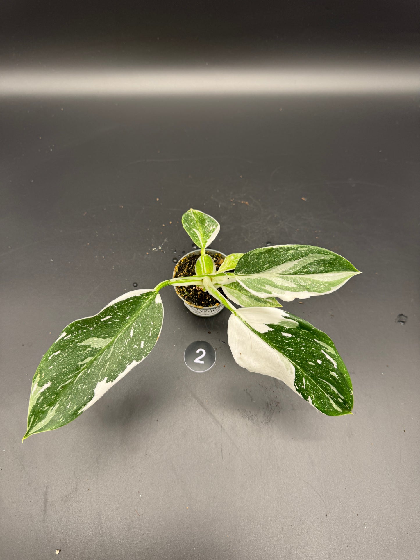 Philodendron White wizard