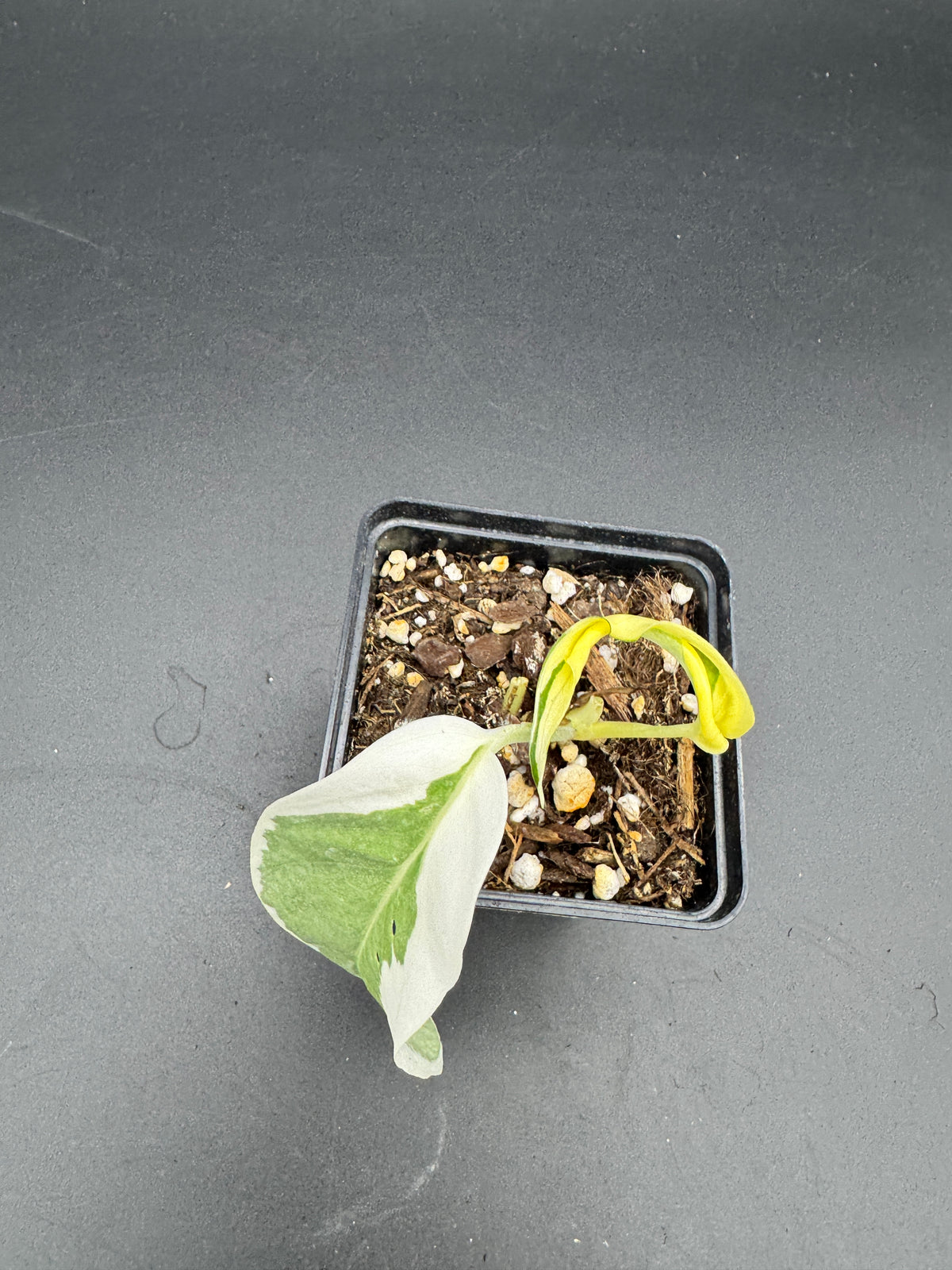 Epipremnum pinnatum Ghostie
