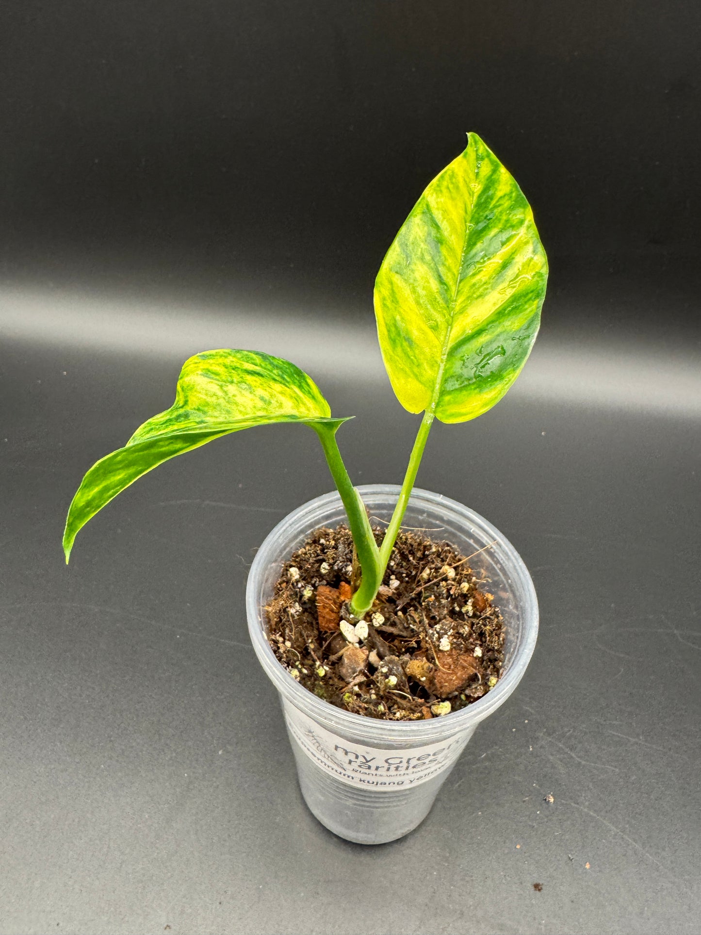 Epipremnum pinatum kujang yellow Flame
