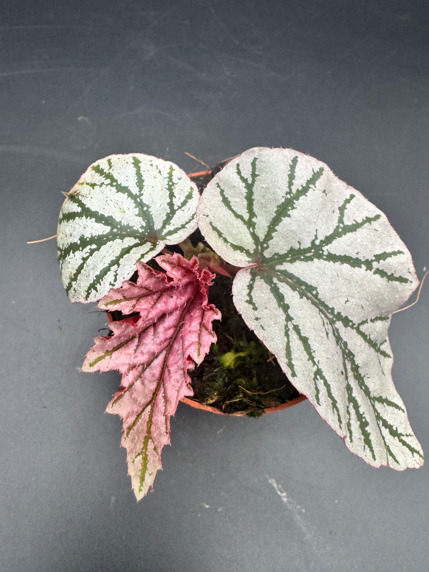 Begonia LaMoon