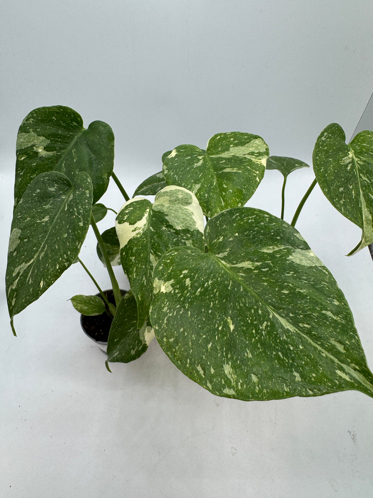 Monstera Thai constelation