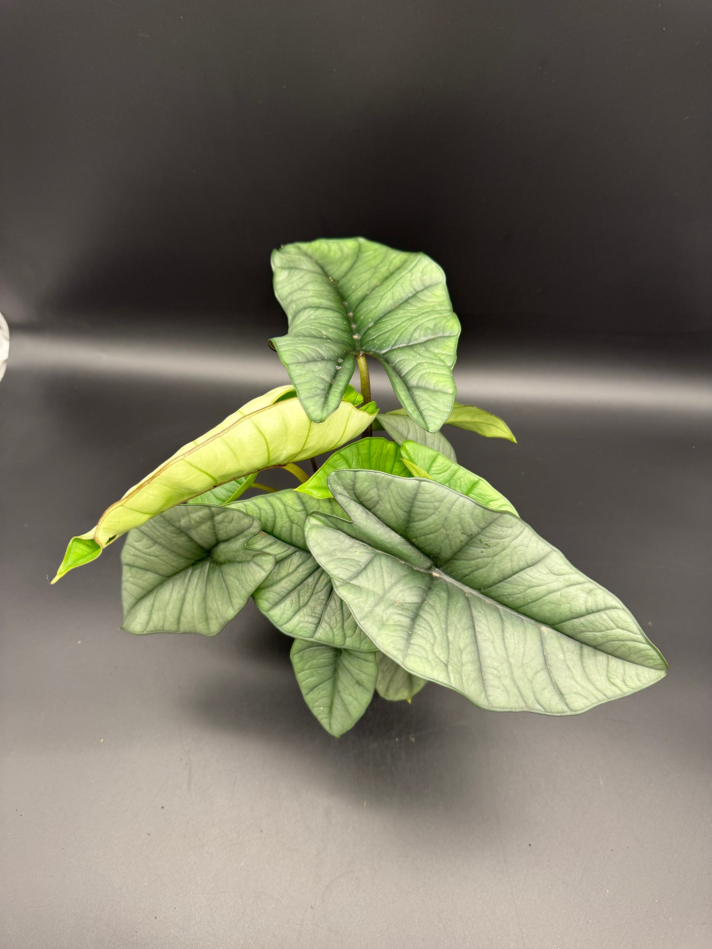 Alocasia Platinum