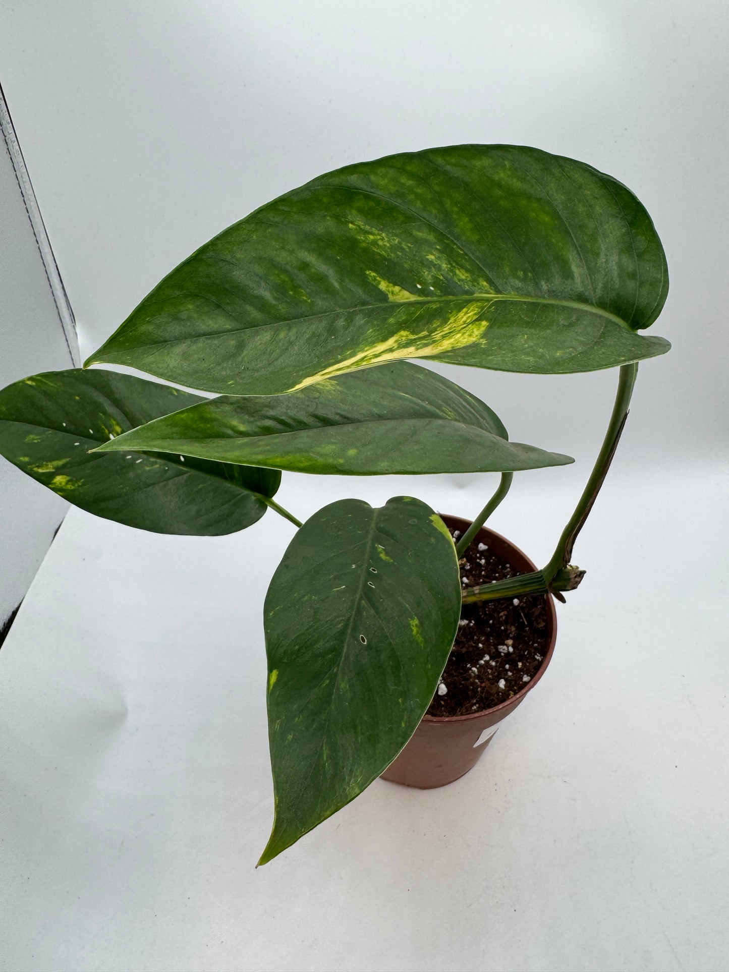 Epipremnum pinatum kujang yellow Flame