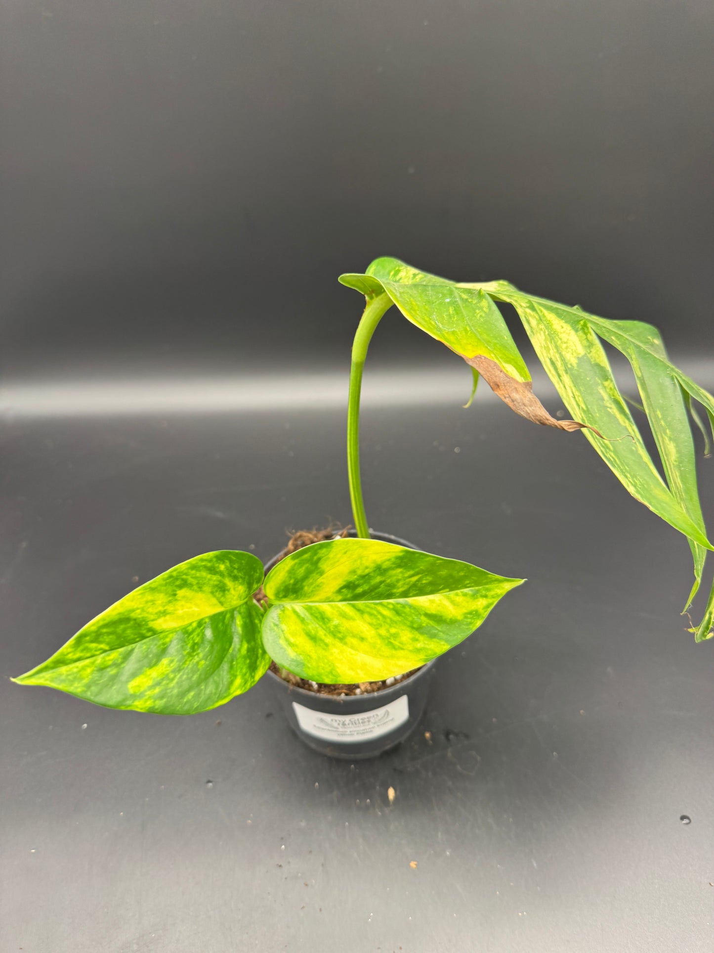Epipremnum pinatum kujang yellow Flame